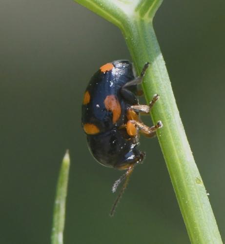 Réf. 234 769 : Cryptocephalus crassus